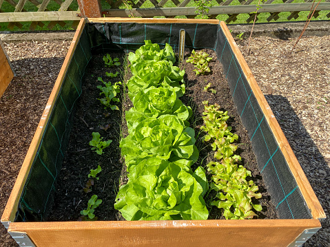 Detail shot of a wooden raised garden bed planted with cabbage lettuce.