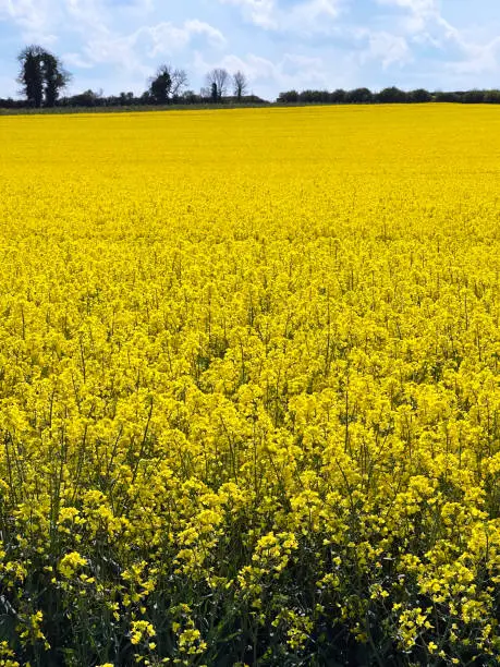 May in England is the spring season for prolific splashes of yellow colour under clear skies of blue in Dorset rural farm and agriculture fields full of oilseed rape crop, used for Canola Oil