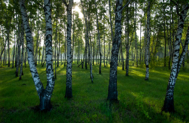 Summery birch grove during a foggy sunrise in Oulanka National Park, Northern Finland.