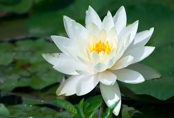 stunning white water lily in sun light
