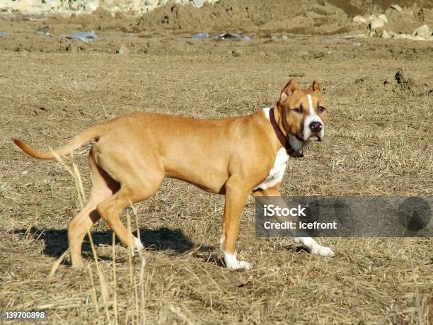 Amerykański Staffordshire - zdjęcia stockowe i więcej obrazów Pit bull terrier - Pit bull terrier, Brązowy, Ceramika ze Staffordshire