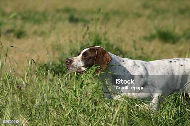 Photo libre de droit de Pointeur Chien De Chasse banque d'images et plus d'images libres de droit de Chasser - Chasser, Chien, Chien d'arrêt