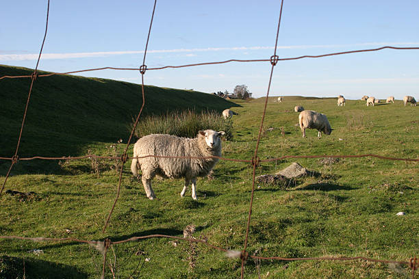 schafe in schweden - trelleborg stock-fotos und bilder