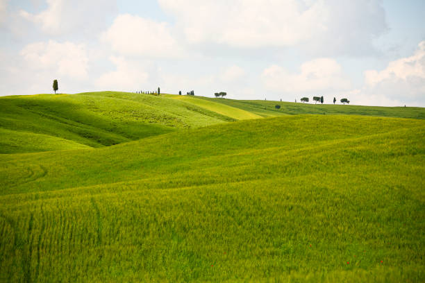 istock Toscana. Panorami primaverili della Val d'Orcia. Italia 1397010254