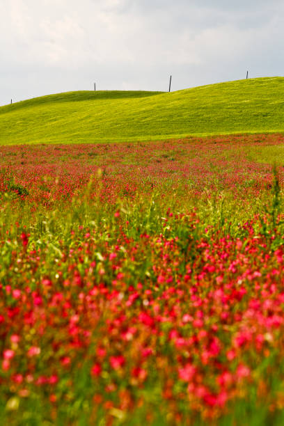 istock Toscana. Panorami primaverili della Val d'Orcia. Italia 1397010362
