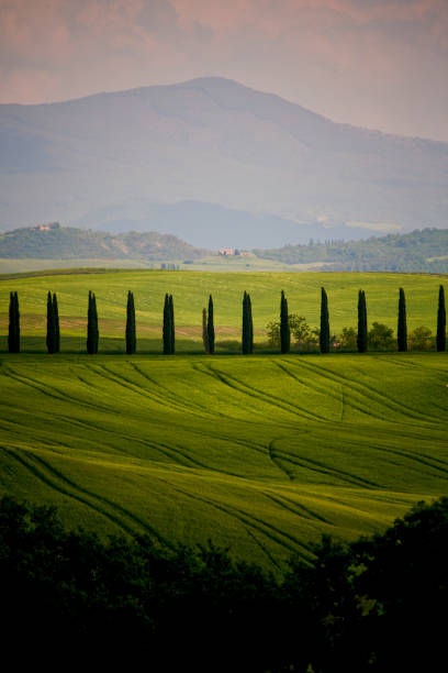 istock Toscana. Panorami primaverili della Val d'Orcia. Italia 1397010498