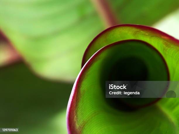 Kalla - zdjęcia stockowe i więcej obrazów Spirala Fibonacciego - Spirala Fibonacciego, Zielony kolor, Bez ludzi