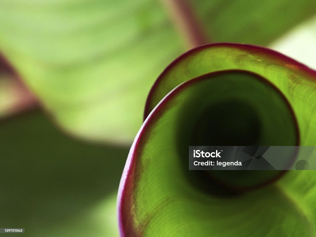 Kalla - Foto de stock de Sequência de Fibonacci royalty-free