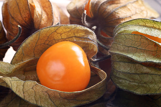 istock Ground Cherry / Physalis pruinosa 139701148