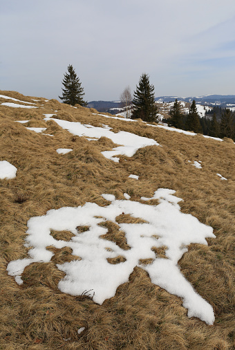 Last snow on mountain meadow at spring. Take it in Ukraine, Carpathians