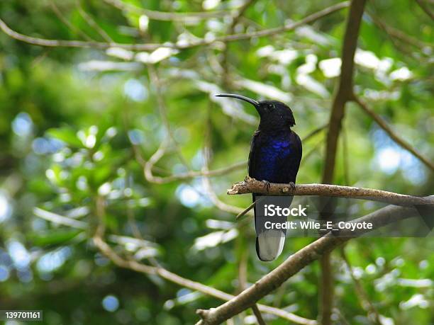 Kolibri Thront Auf Einem Ast Stockfoto und mehr Bilder von Ast - Pflanzenbestandteil - Ast - Pflanzenbestandteil, Fotografie, Horizontal