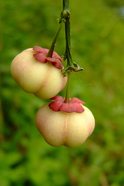 bells - moving up fruit close to togetherness photos et images de collection