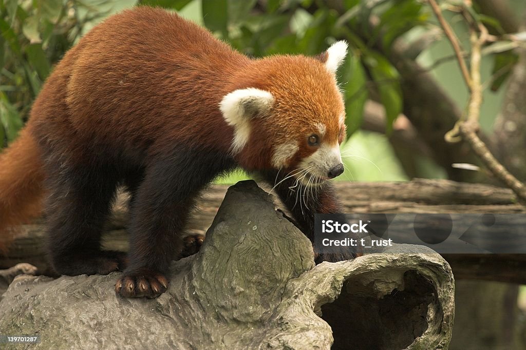 Red Panda Nepalese Panda = Red Panda (ailurus fulgens fulgens) Animal Stock Photo