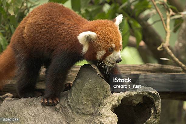 Red Panda Stock Photo - Download Image Now - Animal, Animal Wildlife, Asia