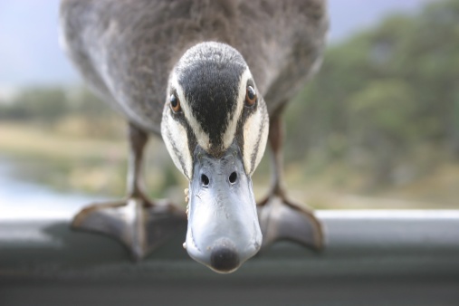 Close-up portrait of a duck looking a bit threatening.