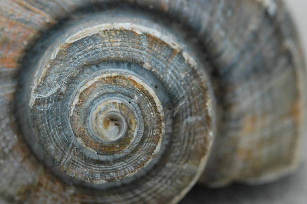 shell close-up stock photo