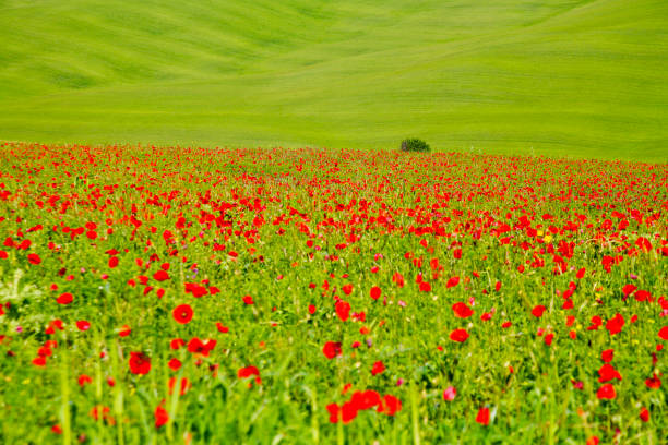 Spring views of the Val d'Orcia. Italy