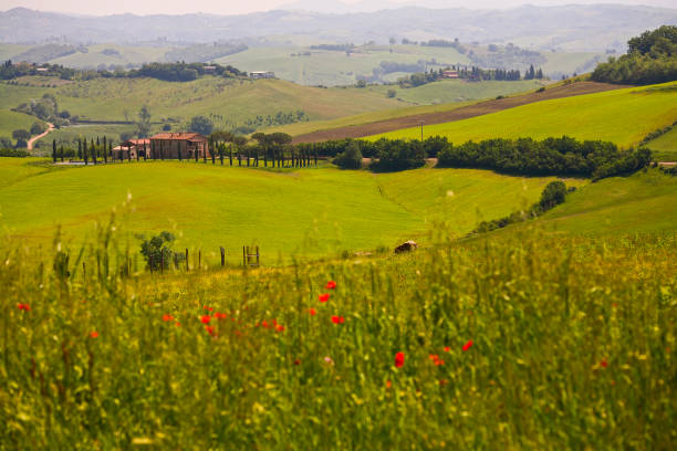 istock Spring views of the Val d'Orcia. Italy 1397015243