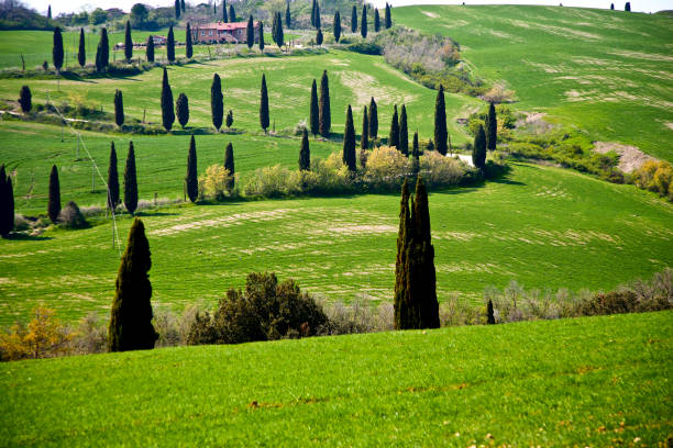 istock Spring views of the Val d'Orcia. Italy 1397015374