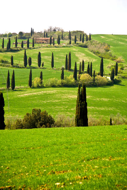 istock Panorami primaverili della Val d'Orcia. Italia 1397015390