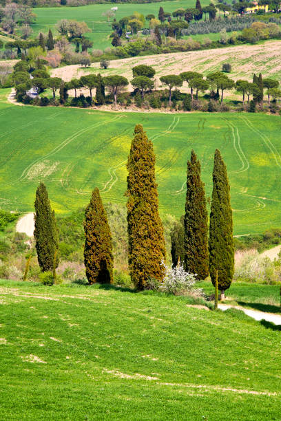 istock Spring views of the Val d'Orcia. Italy 1397015421