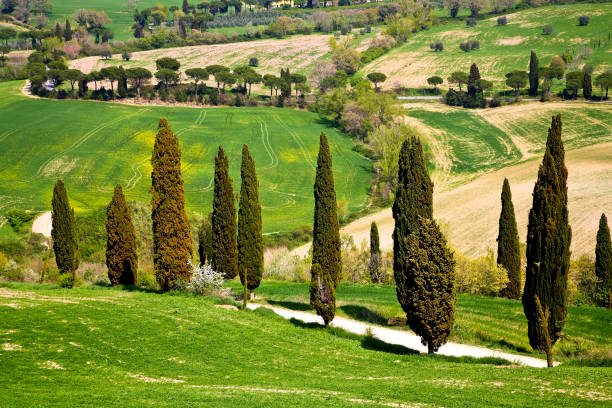 istock Spring views of the Val d'Orcia. Italy 1397015425