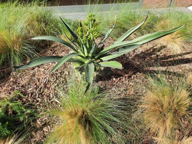 istock Agave is a long, slender, leafy shrub with pointed tips and tall inflorescences. 1397015446
