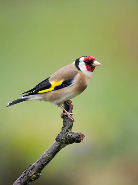 istock Goldfinch, Carduelis carduelis, 1397015670