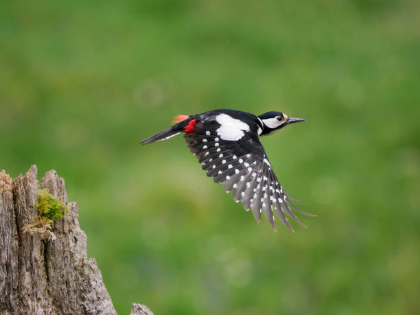 istock Great-spotted woodpecker, Dendrocopos major 1397015672