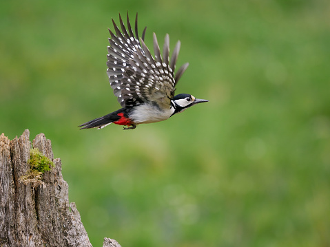 Great-spotted woodpecker, Dendrocopos major, single female in flight, Scotland, May 2022