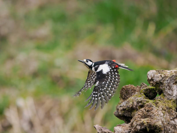 istock Great-spotted woodpecker, Dendrocopos major 1397015677