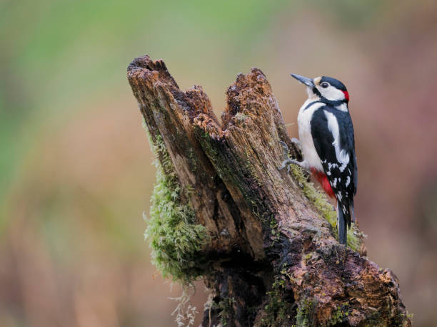 istock Great-spotted woodpecker, Dendrocopos major 1397015679