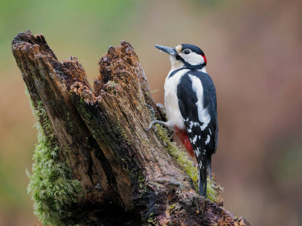 istock Great-spotted woodpecker, Dendrocopos major 1397015681