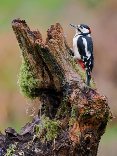 istock Great-spotted woodpecker, Dendrocopos major 1397015683