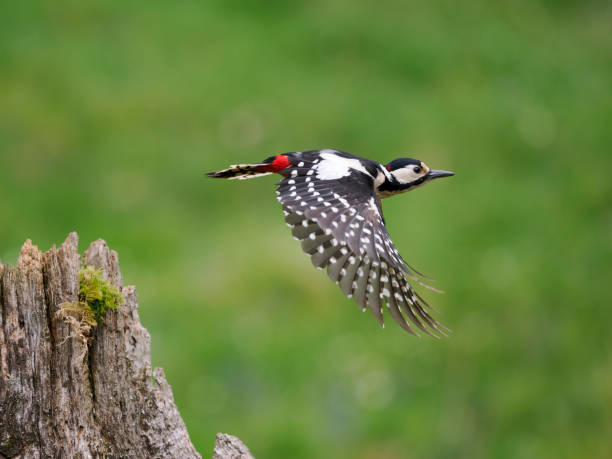istock Great-spotted woodpecker, Dendrocopos major 1397015685
