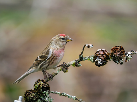 Lesser redpoll, Acanthis cabaret, Single bird on branch, Scotland, May 2022