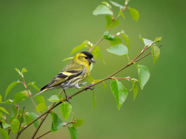 istock Siskin, Carduelis spinus 1397015716