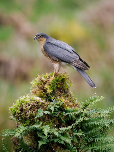 istock Sparrowhawk, Accipiter nisus 1397015747