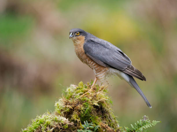 istock Sparrowhawk, Accipiter nisus 1397015755