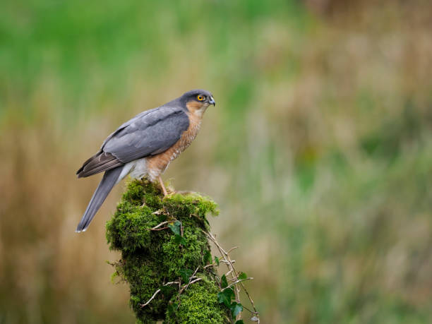 istock Sparrowhawk, Accipiter nisus 1397015758