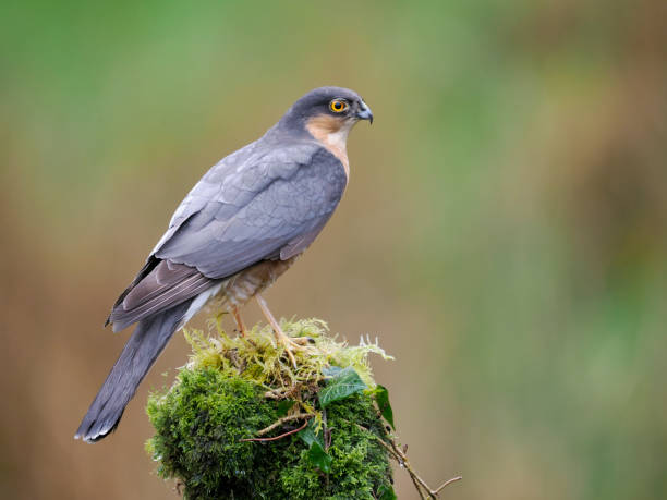 istock Sparrowhawk, Accipiter nisus 1397015759