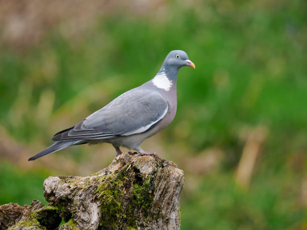 istock Wood pigeon, Columba palumbus, 1397015772
