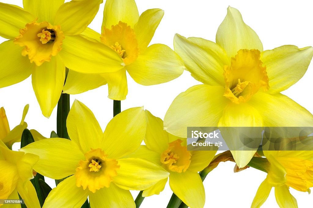 Daffodils - Foto de stock de Abril libre de derechos
