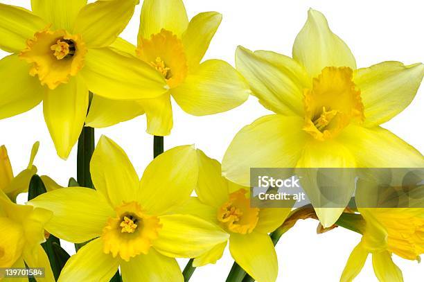 Daffodils Foto de stock y más banco de imágenes de Abril - Abril, Amarillo - Color, Belleza