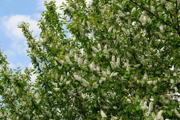 white blossom of Prunus padus tree