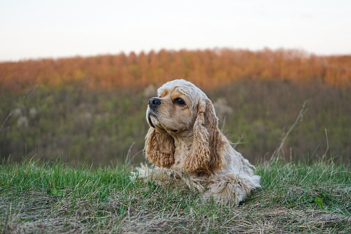 American Cocker Spaniel young in the green grass, evening sun. Green background.
