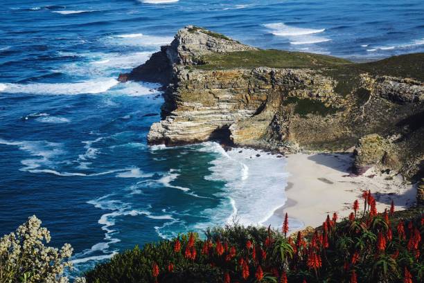 flores y paisaje marino en el cabo de buena esperanza, sudáfrica - península del cabo fotografías e imágenes de stock