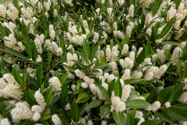 istock Prunus laurocerasus Otto Luyken in bloom 1397017945