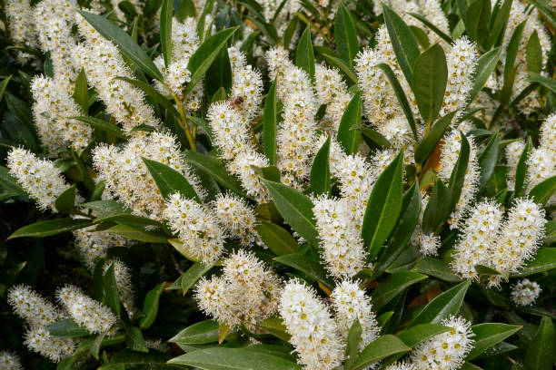 istock Prunus laurocerasus Otto Luyken in bloom 1397017948