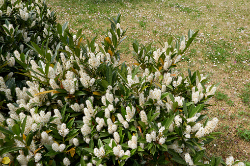 white blossom of Prunus laurocerasus Otto Luyken shrub